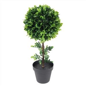 Jin Xua Grass daraxti bitta to'p